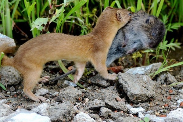 黄鼠狼怕什么东西，怕白鹅、老鹰等