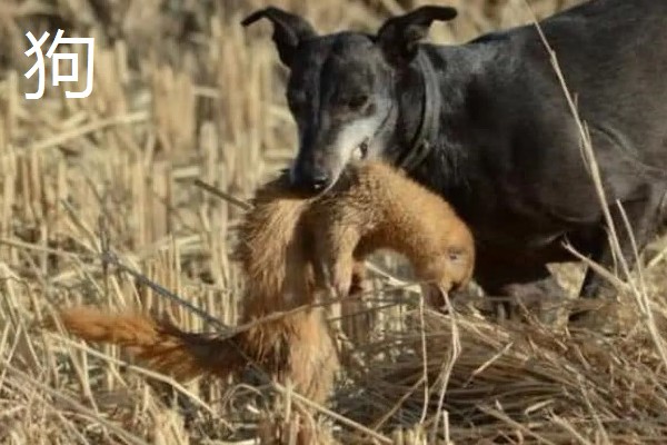 黄鼠狼怕什么东西，怕白鹅、老鹰等