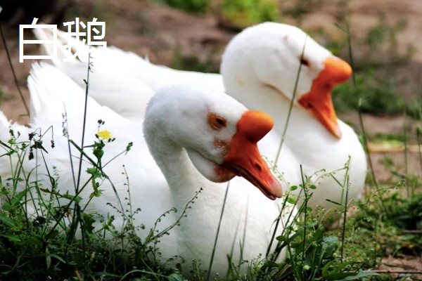 黄鼠狼怕什么东西，怕白鹅、老鹰等