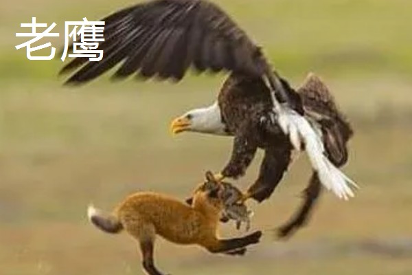 黄鼠狼怕什么东西，怕白鹅、老鹰等