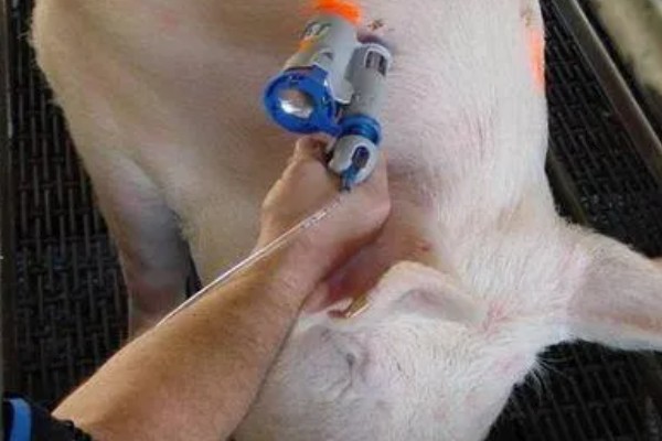 对母猪使用前列烯醇的时间,怀孕期112-113天、母猪产后第2天均可使用