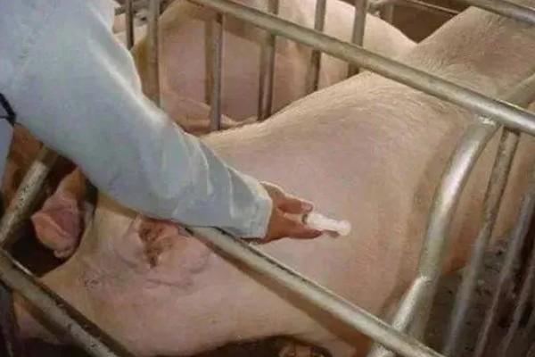 对母猪使用前列烯醇的时间,怀孕期112-113天、母猪产后第2天均可使用