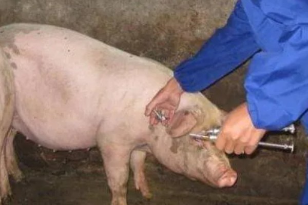 对母猪使用前列烯醇的时间,怀孕期112-113天、母猪产后第2天均可使用