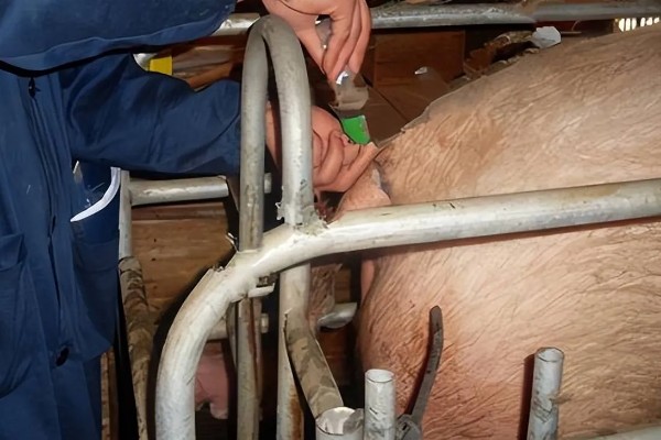 对母猪使用前列烯醇的时间,怀孕期112-113天、母猪产后第2天均可使用