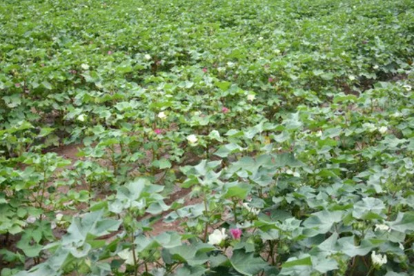 种植棉花有哪些区位条件，需要有充足的热量和光照