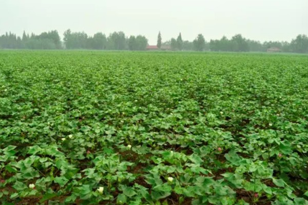 种植棉花有哪些区位条件，需要有充足的热量和光照