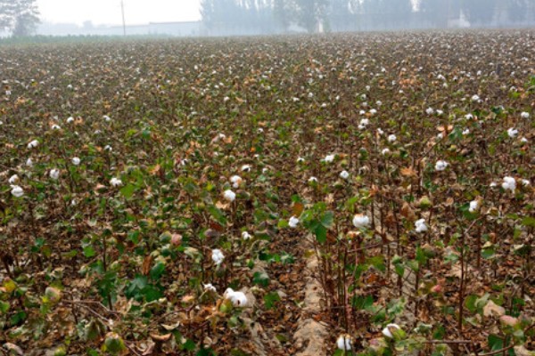 种植棉花有哪些区位条件，需要有充足的热量和光照
