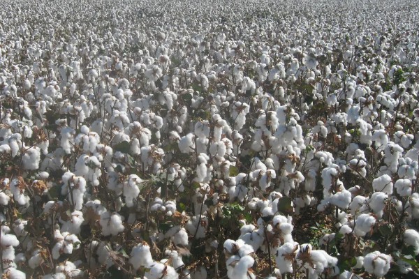 种植棉花有哪些区位条件，需要有充足的热量和光照