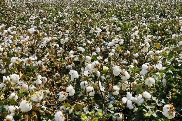 种植棉花有哪些区位条件，需要有充足的热量和光照