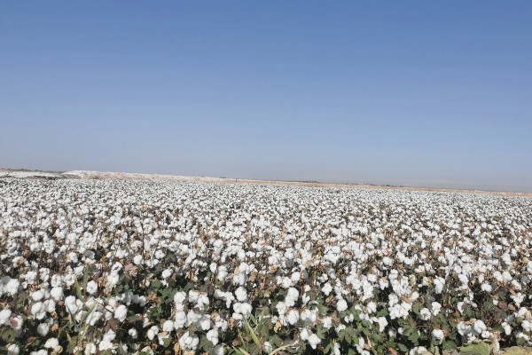 种植棉花有哪些区位条件，需要有充足的热量和光照