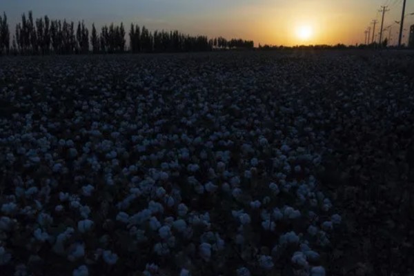 种植棉花有哪些区位条件，需要有充足的热量和光照