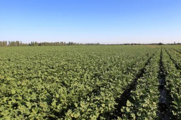 种植棉花有哪些区位条件，需要有充足的热量和光照