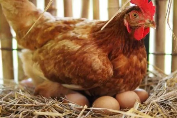 母鸡下蛋要不要公鸡，没有公鸡也能产下无精蛋