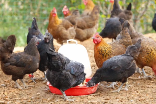 母鸡下蛋要不要公鸡，没有公鸡也能产下无精蛋