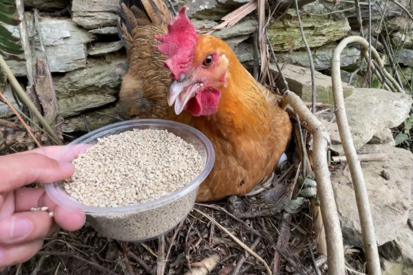 母鸡下蛋要不要公鸡，没有公鸡也能产下无精蛋