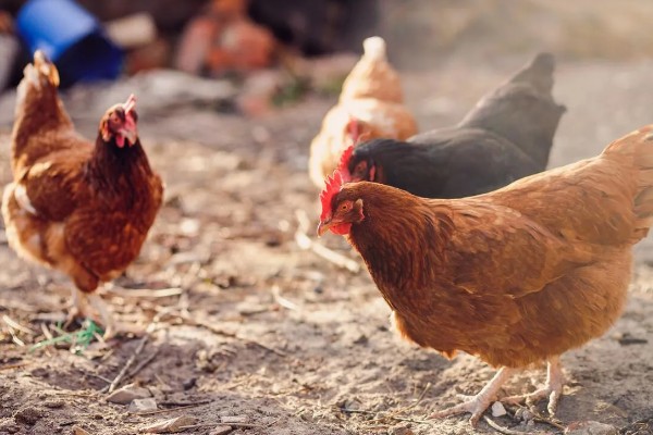 母鸡下蛋要不要公鸡，没有公鸡也能产下无精蛋