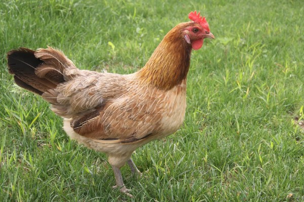 母鸡下蛋要不要公鸡，没有公鸡也能产下无精蛋