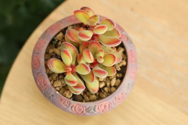 让若歌诗变红的方式，秋季摆放在露天的地方养