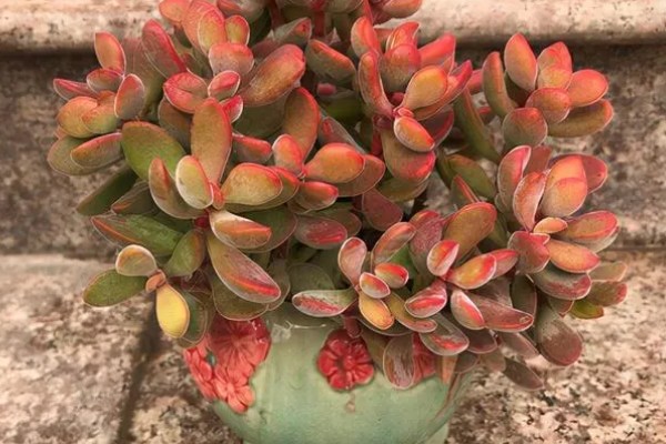 让若歌诗变红的方式，秋季摆放在露天的地方养