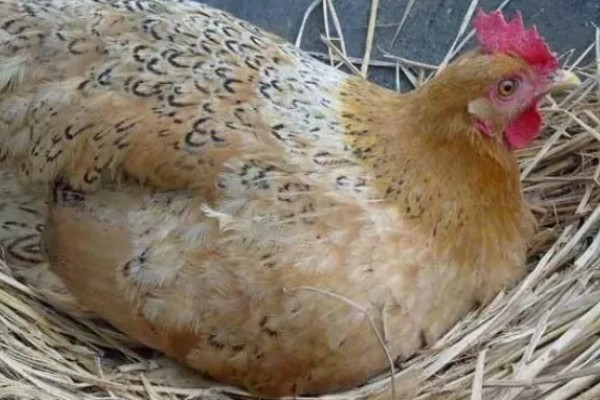 母鸡下蛋要不要公鸡，没有公鸡也能产下无精蛋