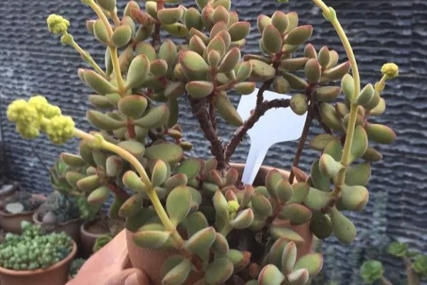 让若歌诗变红的方式，秋季摆放在露天的地方养