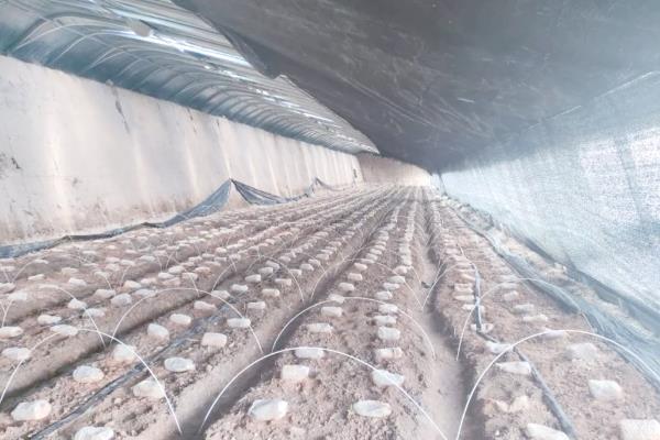 羊肚菌的种植方法，对基质消毒后再接种