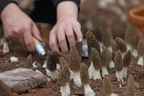 羊肚菌的种植方法，对基质消毒后再接种