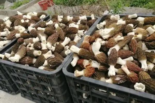 羊肚菌的种植方法，对基质消毒后再接种