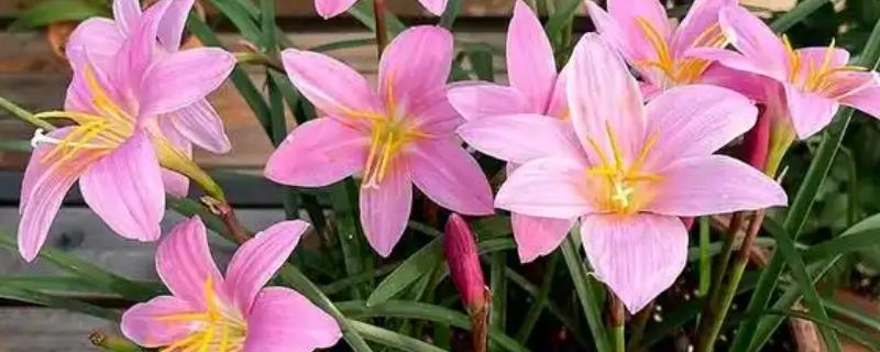 韭兰有没有毒，属于石蒜科有毒植物