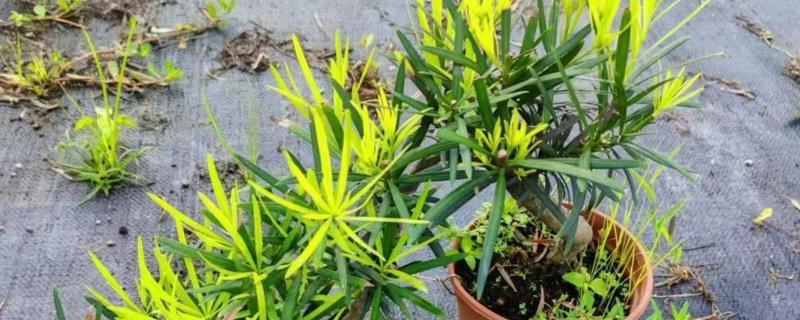 罗汉松什么时候开花，花期一般是5月份