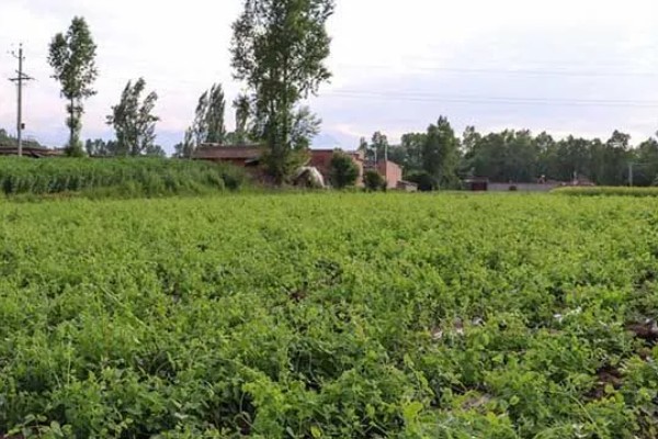 党参的种植效益，种一亩的成本在3000元左右