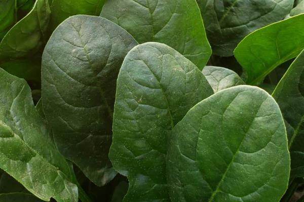 为什么菠菜长得慢，可能是温度过高所致