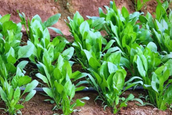 为什么菠菜长得慢，可能是温度过高所致