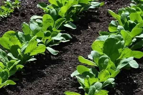 为什么菠菜长得慢，可能是温度过高所致