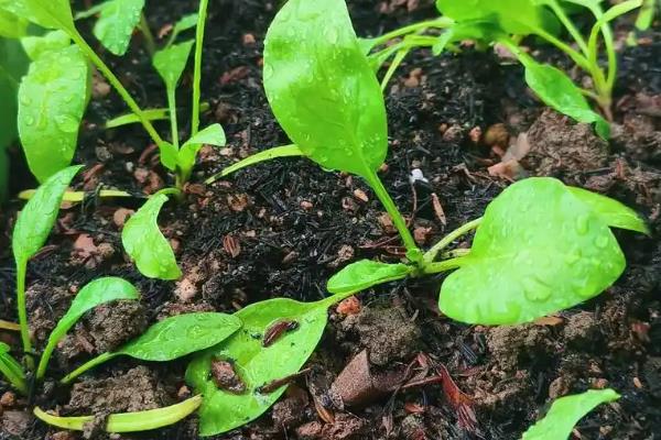 为什么菠菜长得慢，可能是温度过高所致