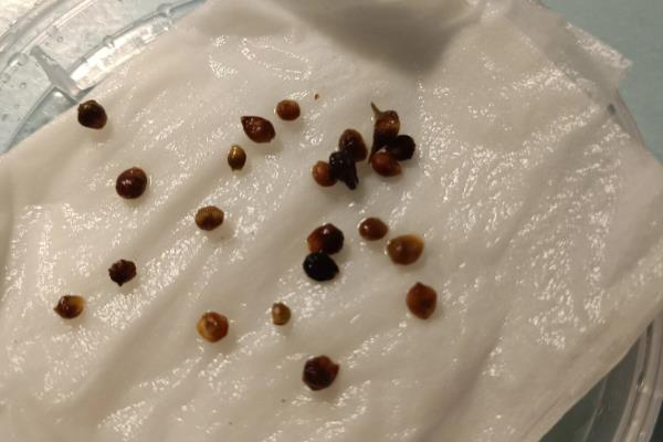 为什么菠菜长得慢，可能是温度过高所致