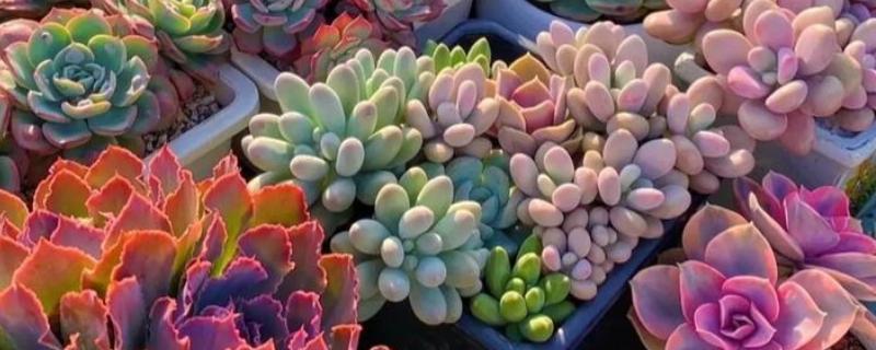 多肉零下几度能放在室外，多肉零下不可放在室外