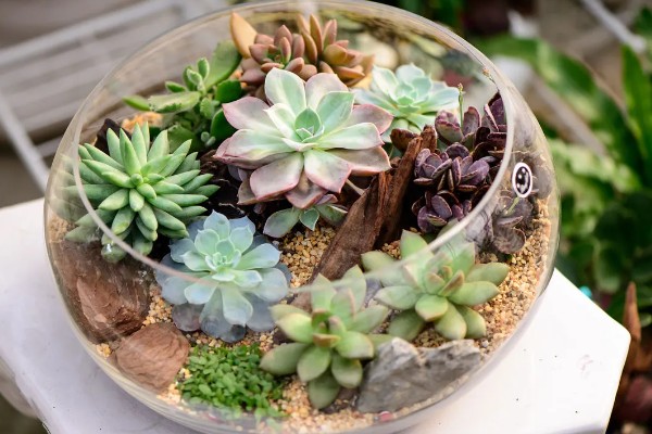 多肉零下几度能放在室外，多肉零下不可放在室外