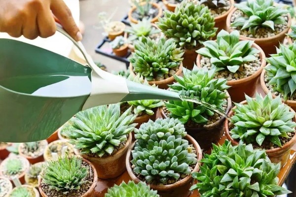 多肉零下几度能放在室外，多肉零下不可放在室外