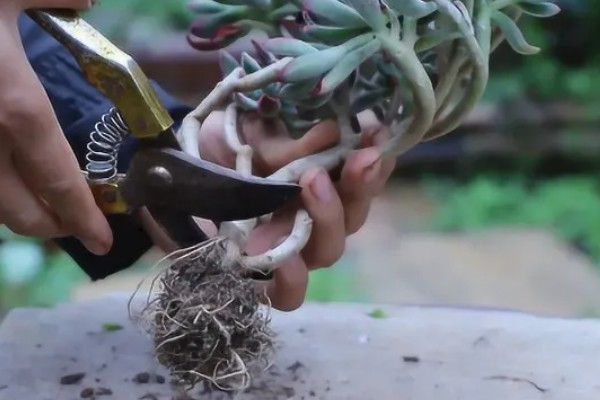 多肉零下几度能放在室外，多肉零下不可放在室外