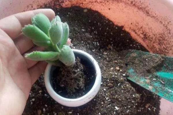 多肉零下几度能放在室外，多肉零下不可放在室外