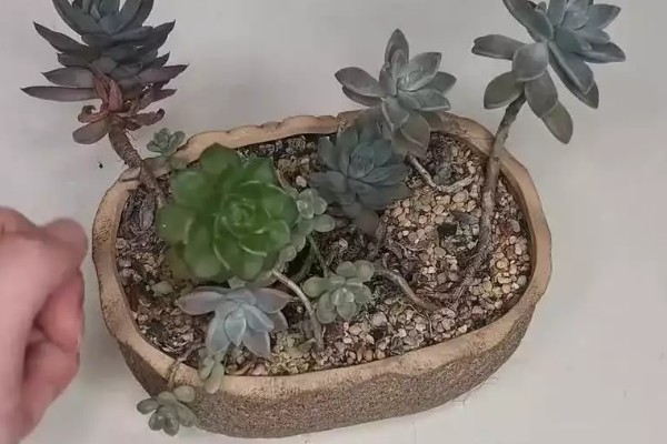 多肉零下几度能放在室外，多肉零下不可放在室外