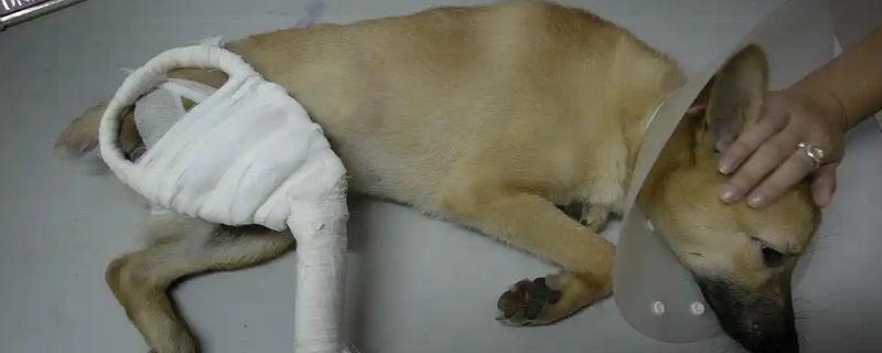 狗狗有什么常见的意外事故，骨折、割伤、烫伤都很常见