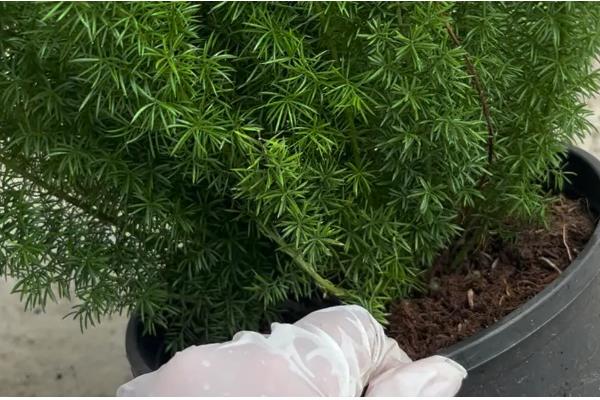天门冬的种子何时采摘,秋季9-10月果色变红便可采摘