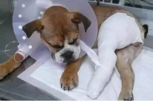 狗狗有什么常见的意外事故,骨折、割伤、烫伤都很常见