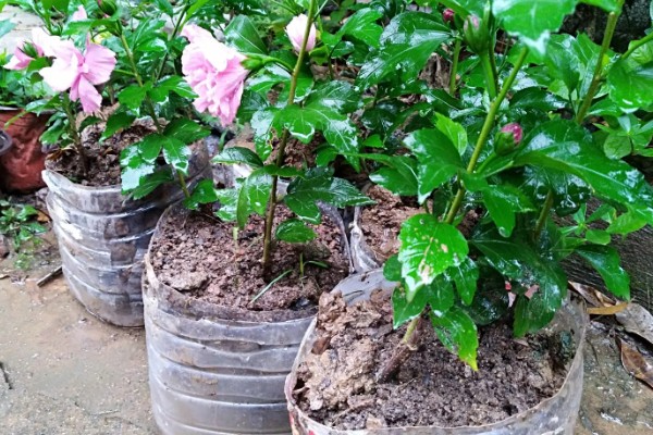 木槿花能不能用硫酸亚铁，使用时要掌握正确的比例浓度