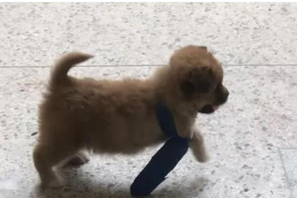 狗狗有什么常见的意外事故,骨折、割伤、烫伤都很常见