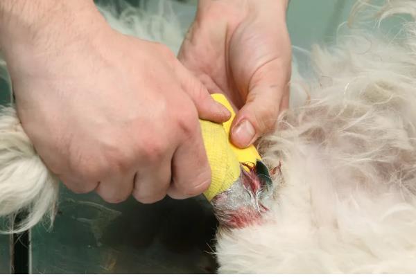 狗狗有什么常见的意外事故,骨折、割伤、烫伤都很常见