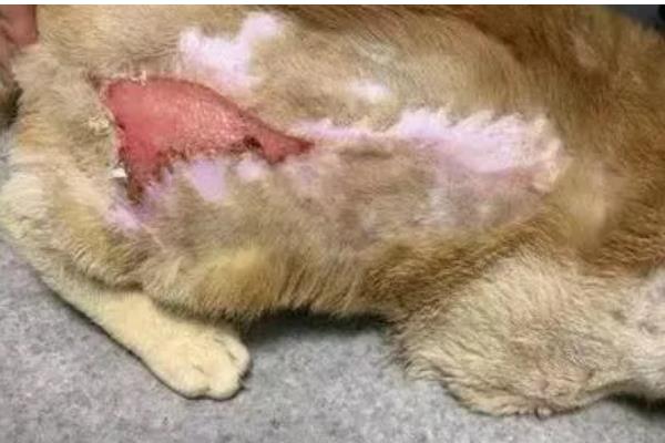 狗狗有什么常见的意外事故,骨折、割伤、烫伤都很常见