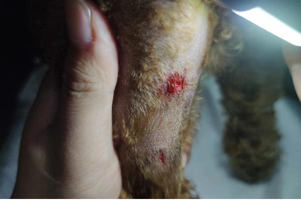 狗狗有什么常见的意外事故,骨折、割伤、烫伤都很常见